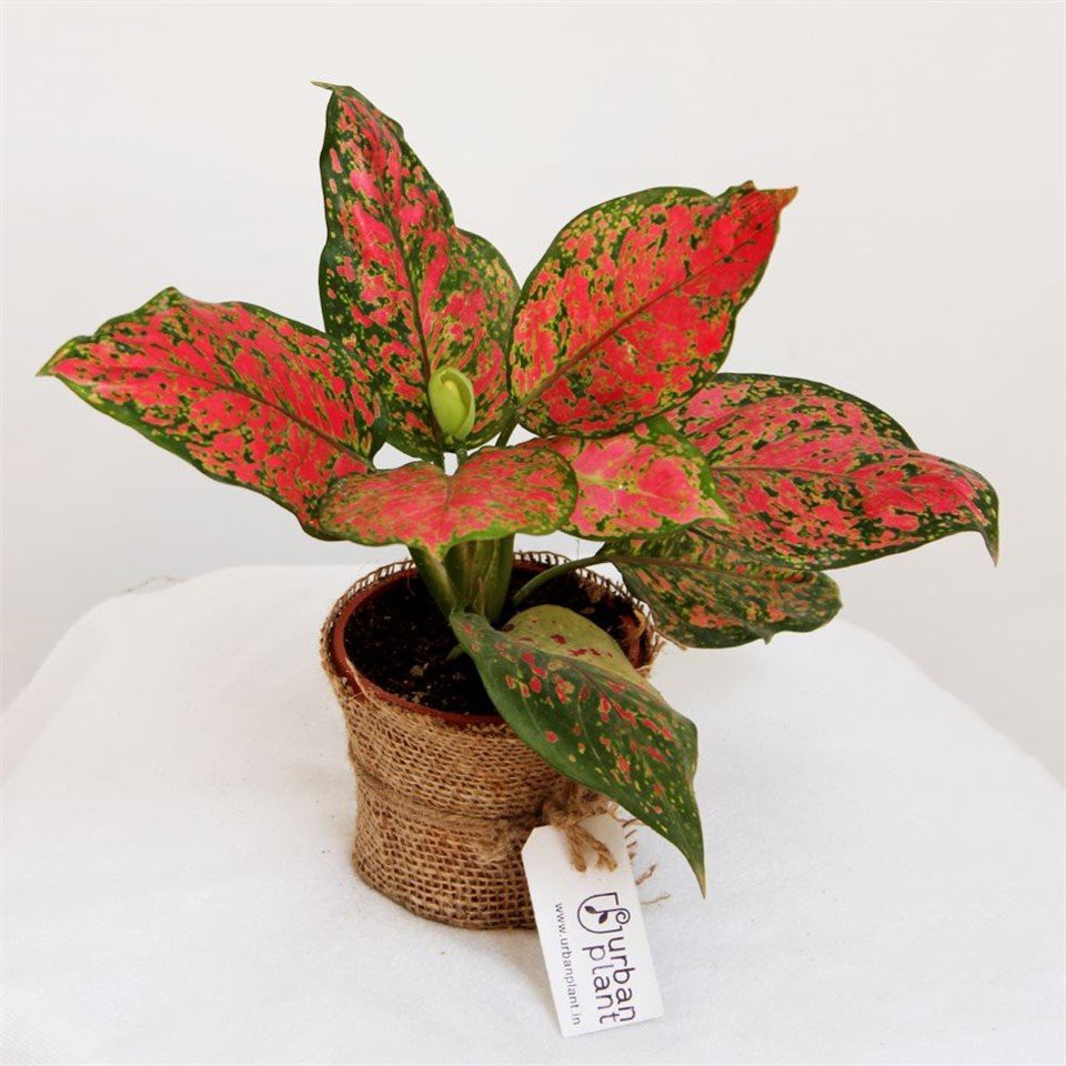 Aglaonema Pink Anyamanee