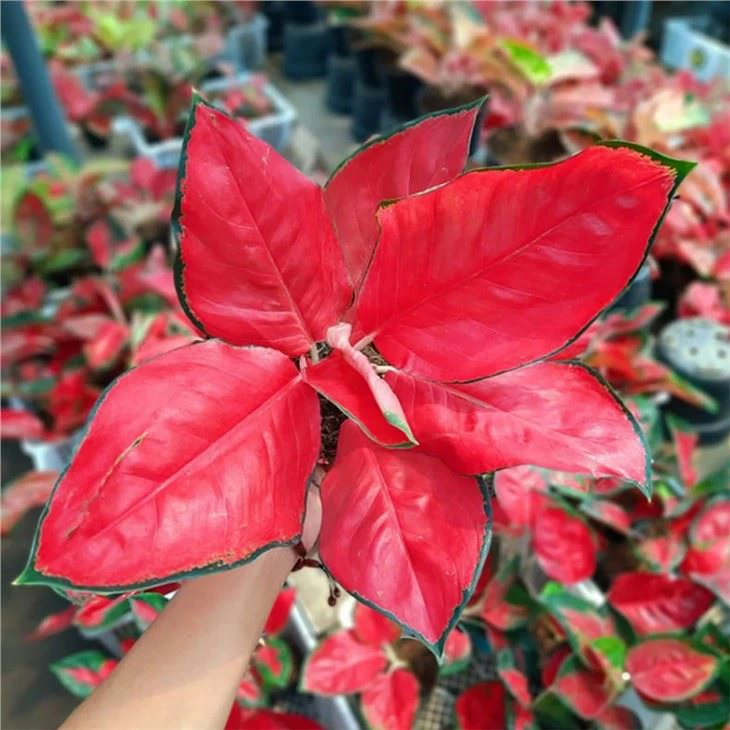 Aglaonema Suksom Jaipong