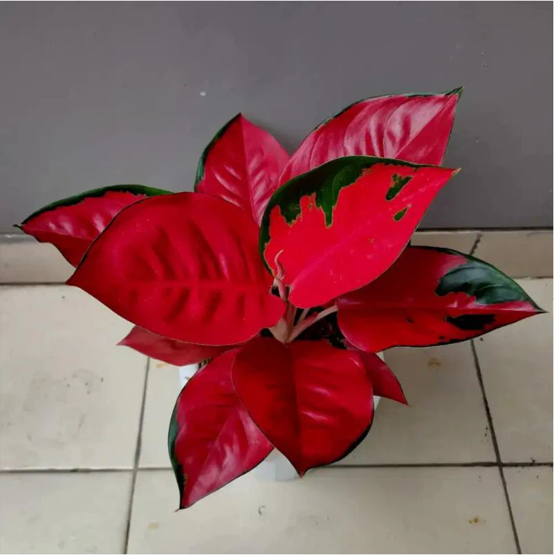 AGLAONEMA RED SUKSOM