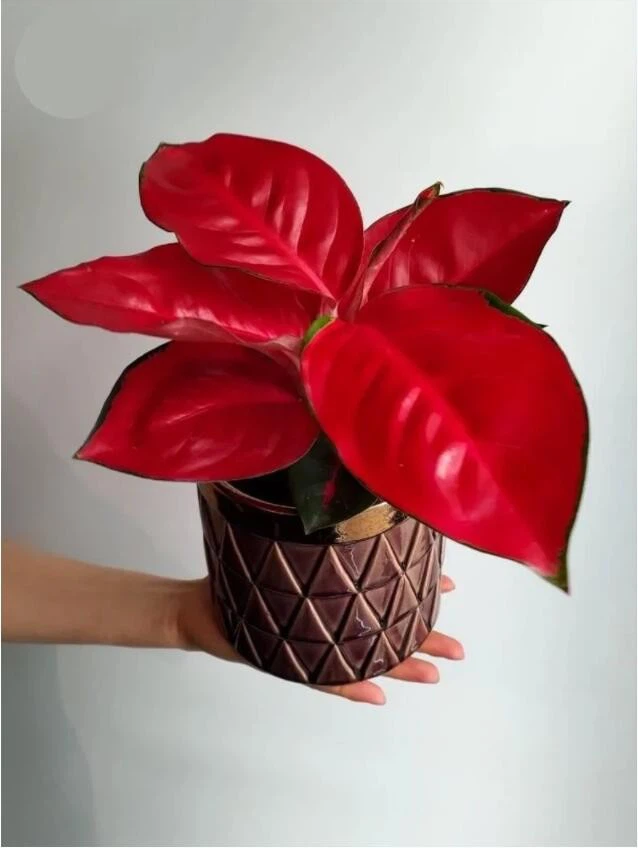 sukson aglaonema