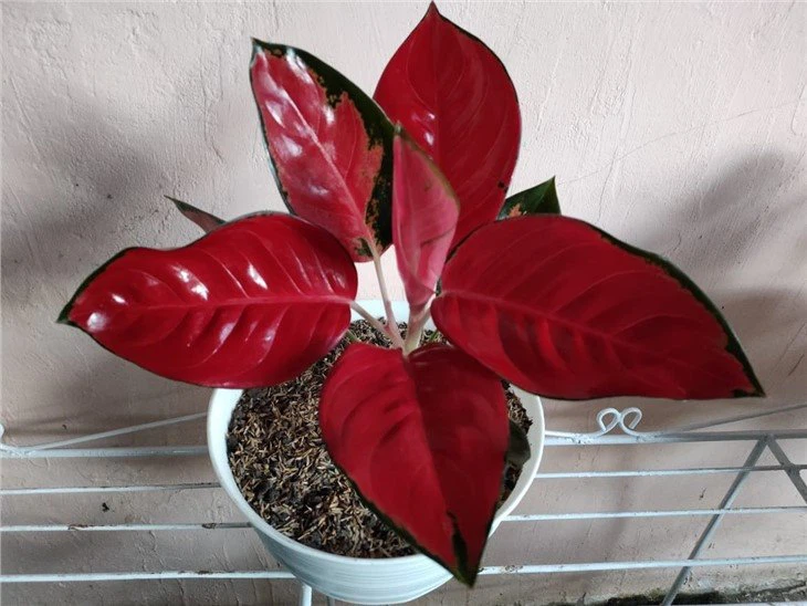 aglaonema red  sukson