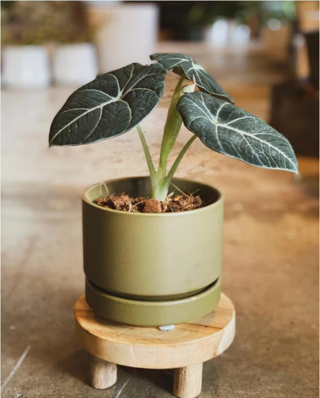 Alocasia Black Velvet