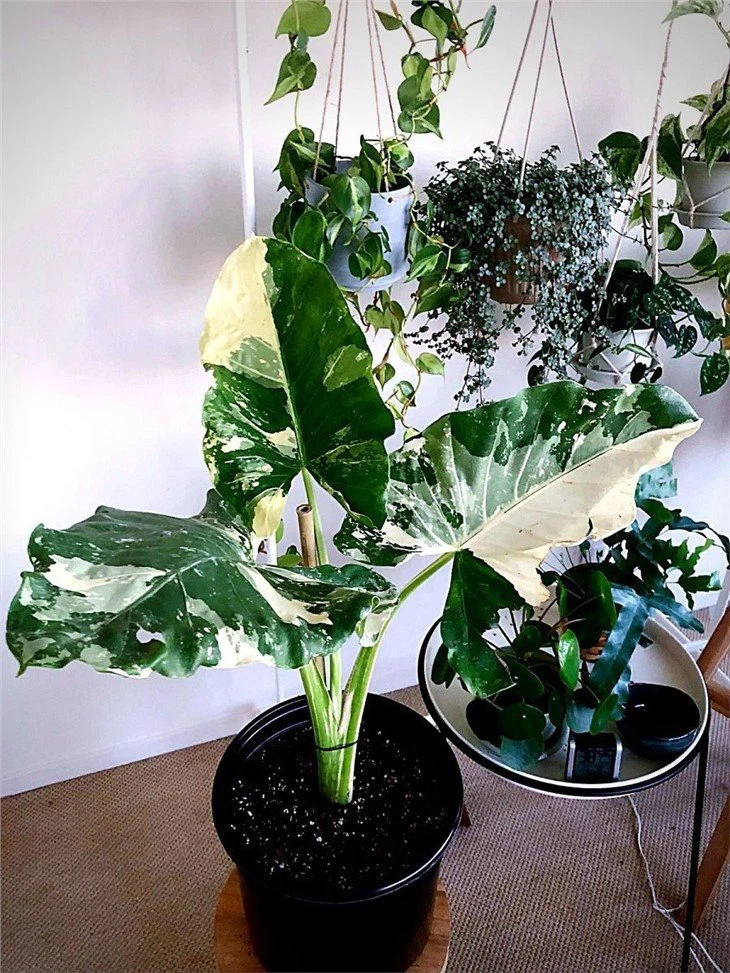 variegated-alocasia-macrorrhiza-variegata-the-elephant-ear-plant-everybody-wants-mailchimp(001)