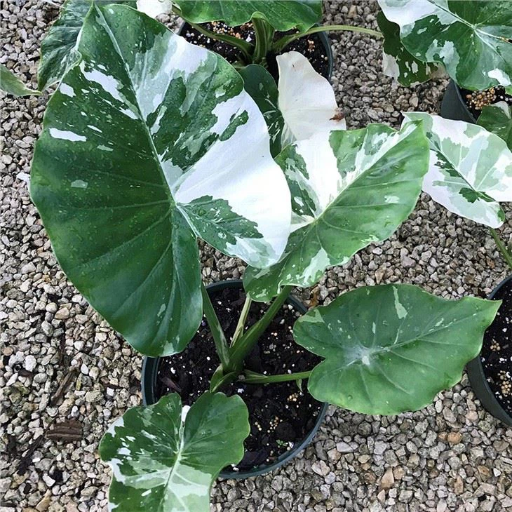 Alocasia Macrorrhiza Variegata