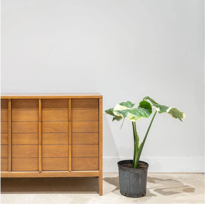 Alocasia Mickey Mouse
