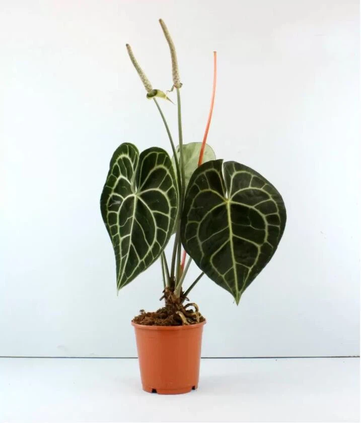 anthurium clarinervium care
