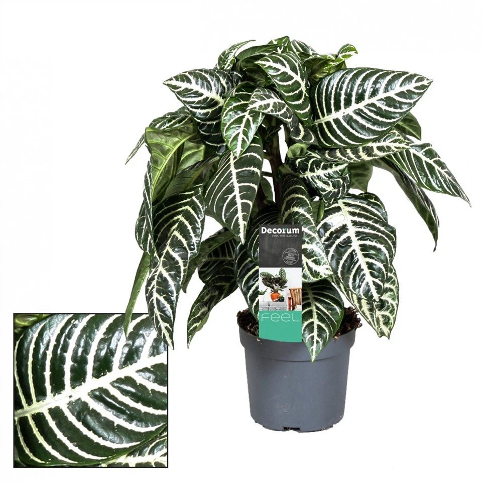 Aphelandra Dania