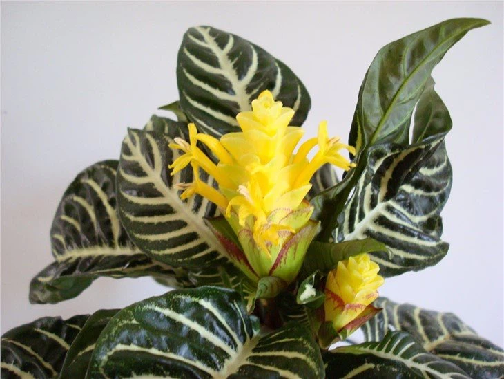 aphelandra-dsc00008