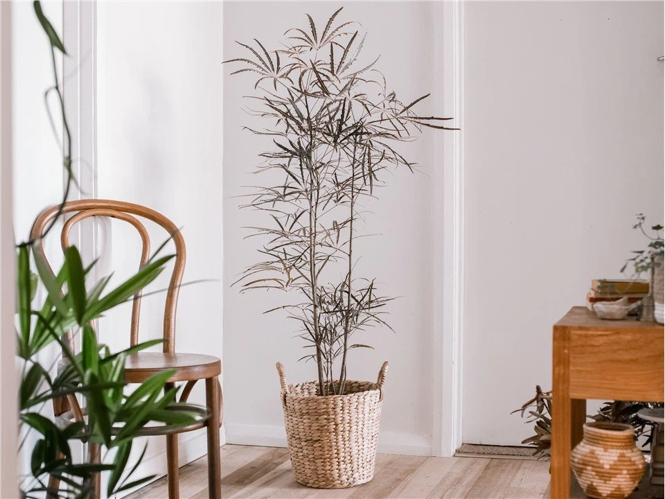 Aralia Bianca