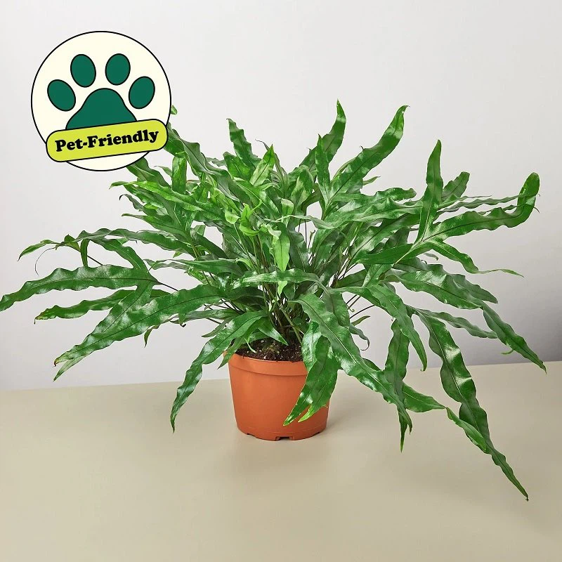 Bear Paw Fern Aglaomorpha Coronans