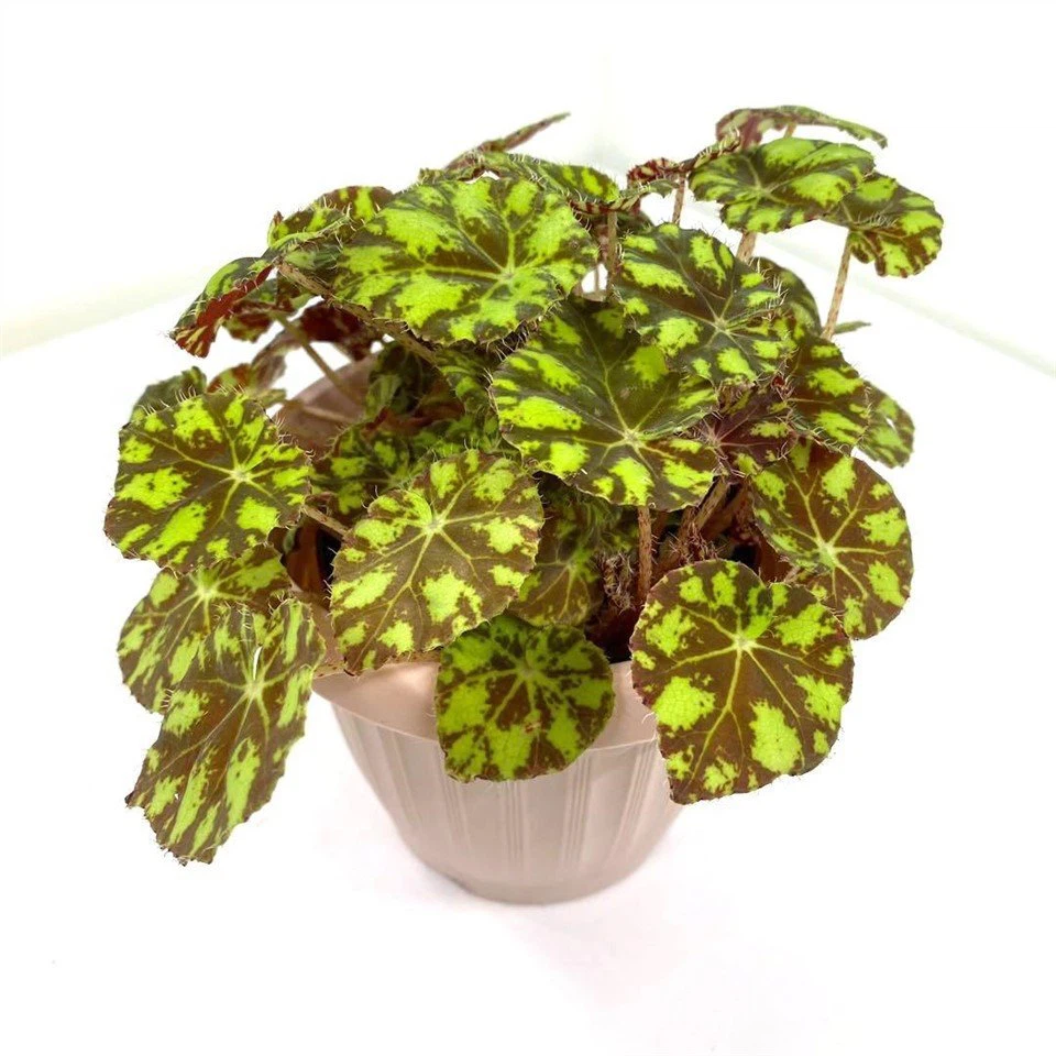 Begonia Rex Zumba