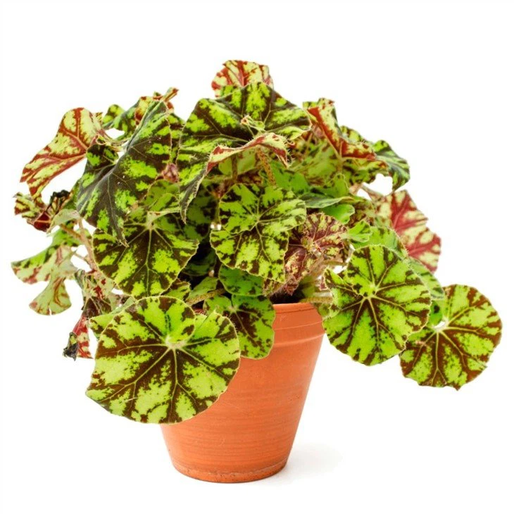 begonia-zumba