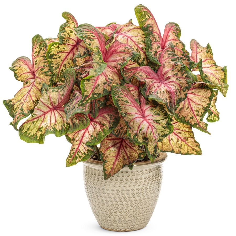 Caladium Freckles