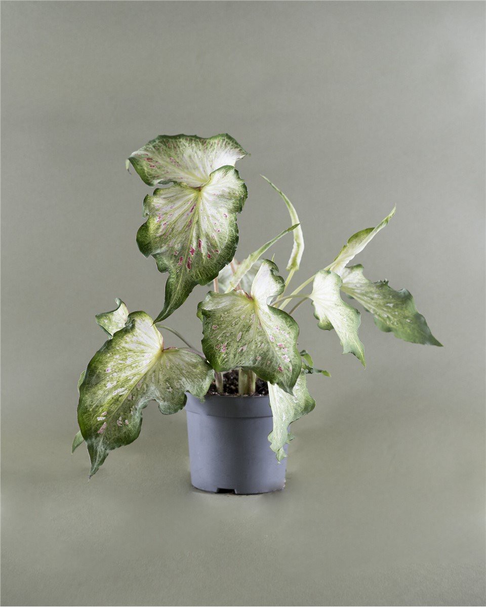 Caladium Galaxy