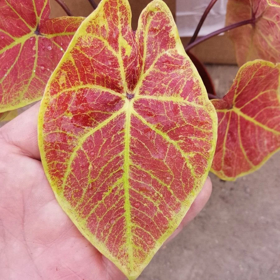 Caladium New Wave 