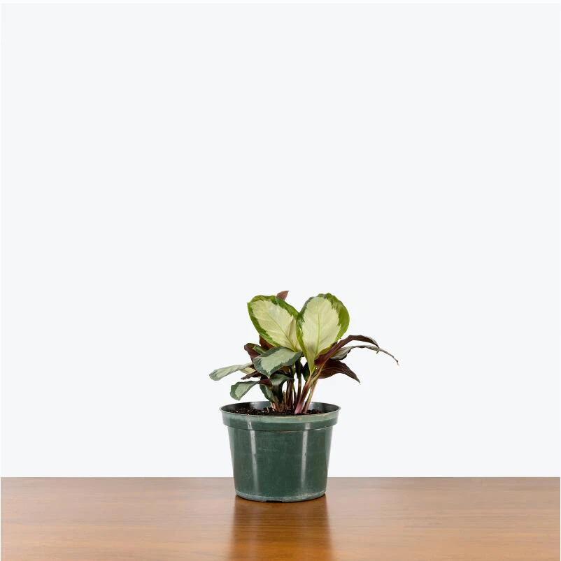 Calathea Corona