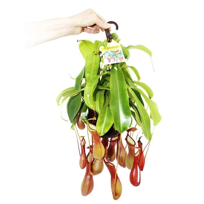 Carnivorous Nepenthes