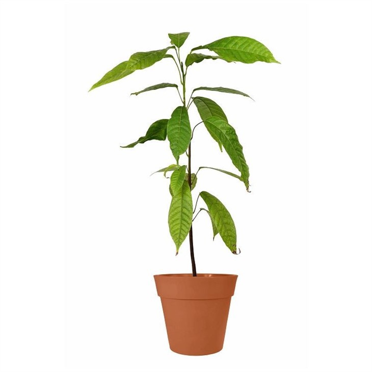 cacao-tree-2-scaled(001)