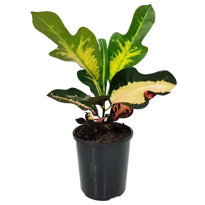 Croton Wilma