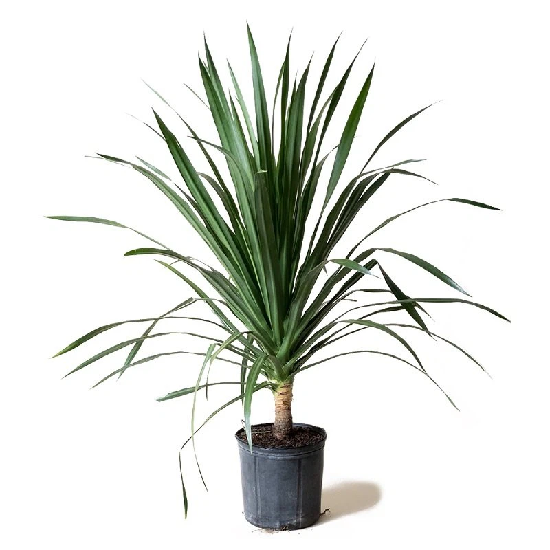 Dracaena Arborea