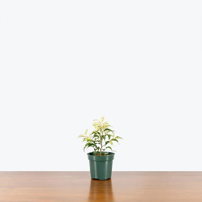 Ficus El Dorado
