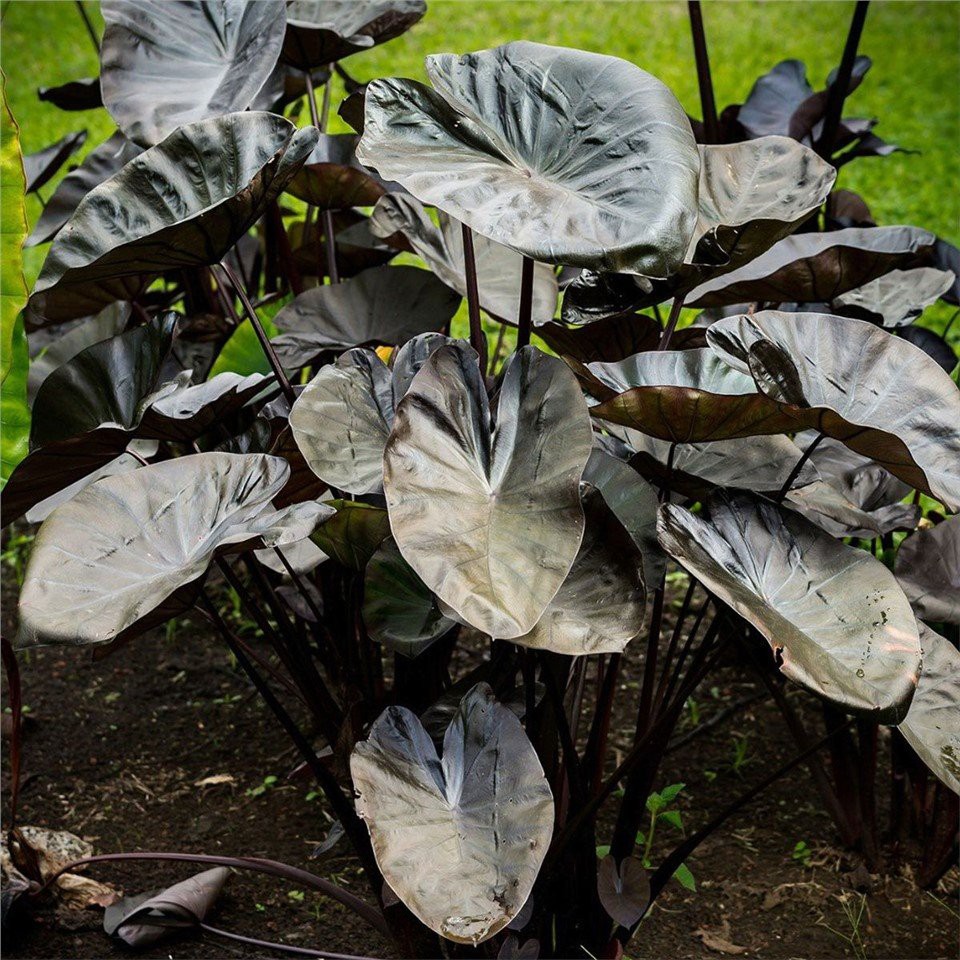 Kona Coffee Elephant Ear