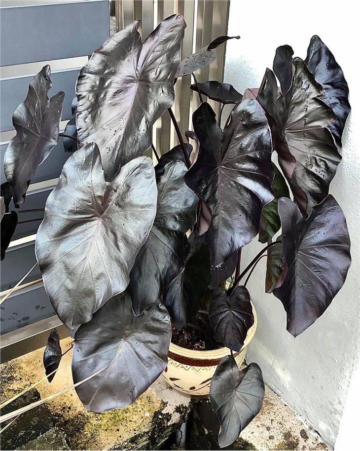colocasia_black_coral_1633328895_198b57c7