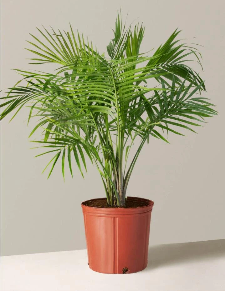 Majesty Palm(Ravenea Rivularis