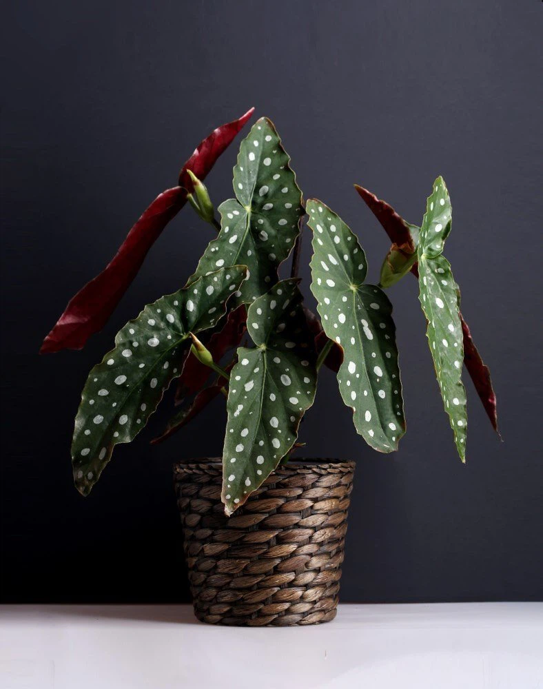 Polka Dot Begonia