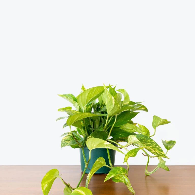 Pothos Hawaiian