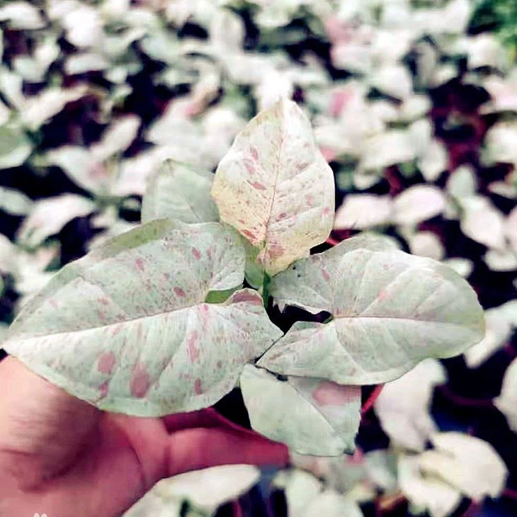 Syngonium Milk Confetti