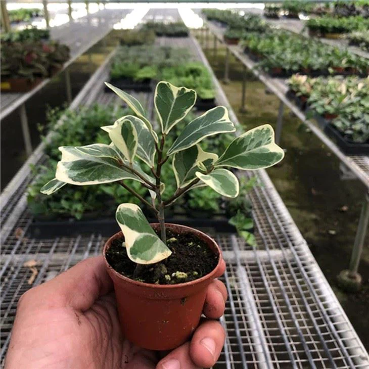 Variegated Ficus Lyrata